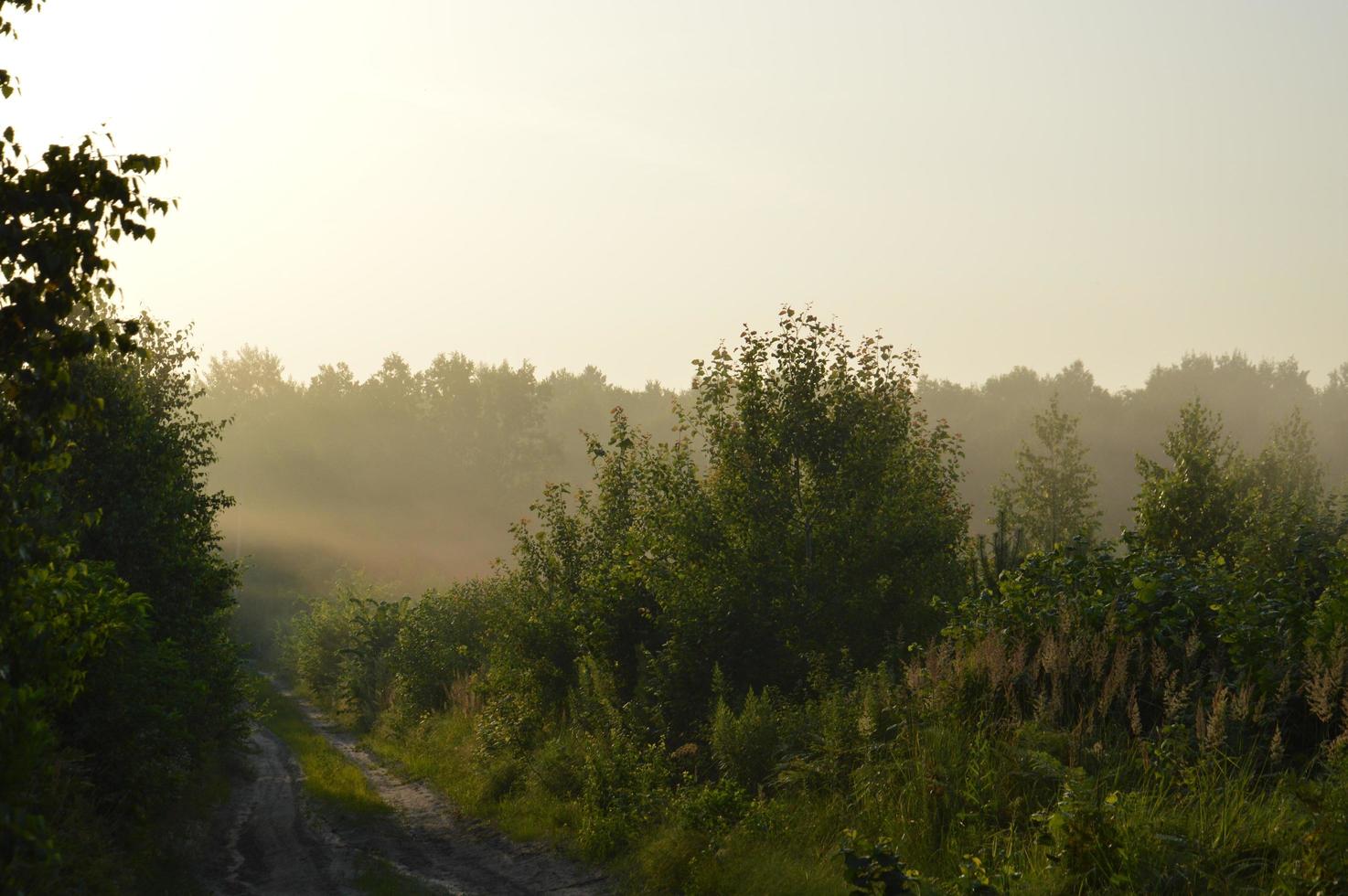 Panorama of fog in the forest above the trees photo