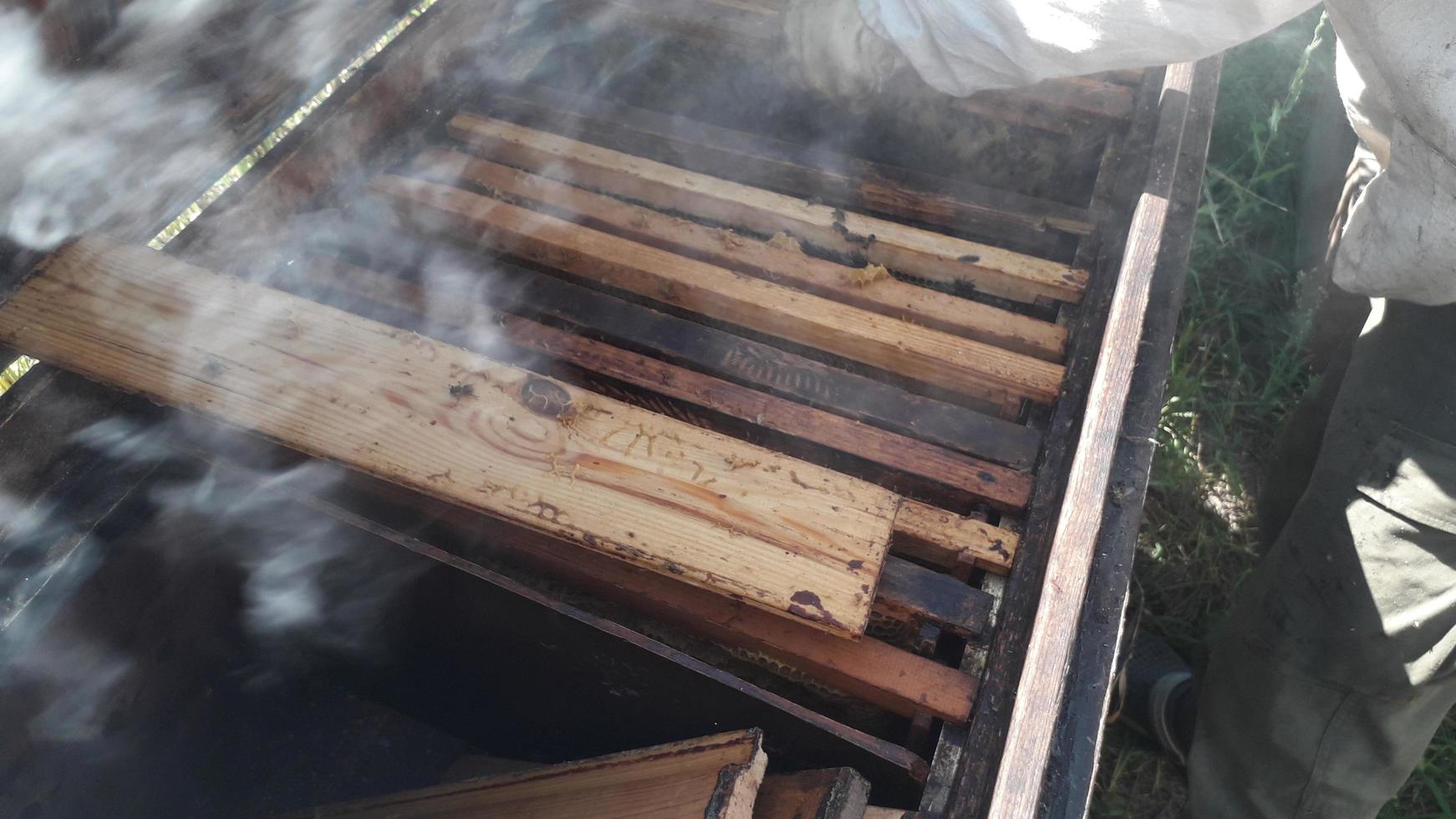 Honeycomb with bee honey in the hive photo