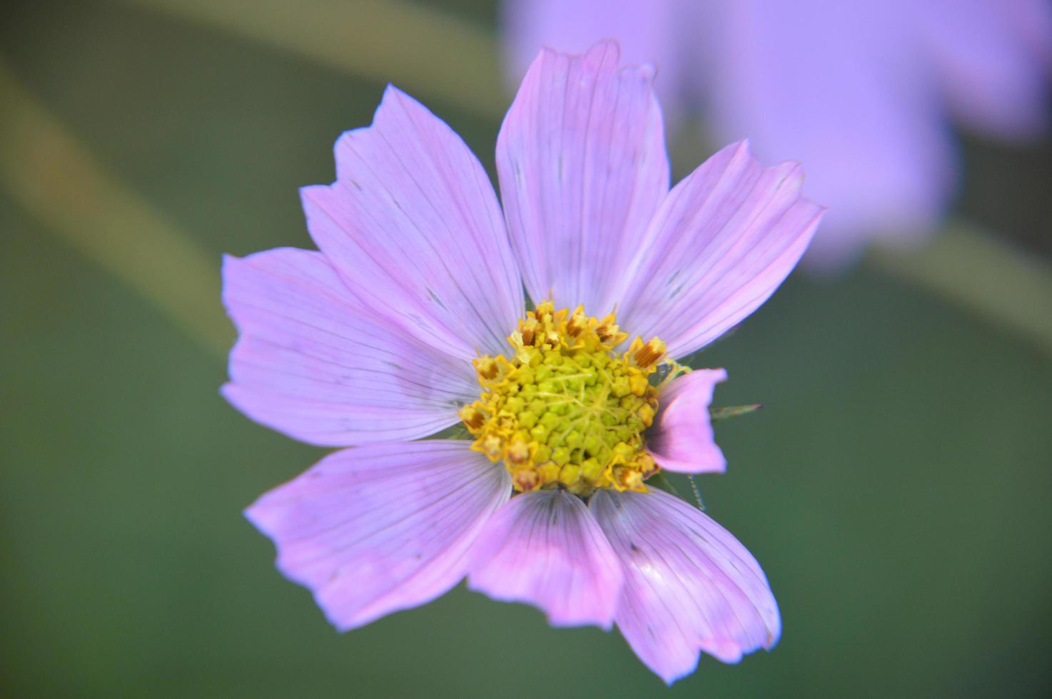 flores de colores otoñales como primer plano de fondo foto