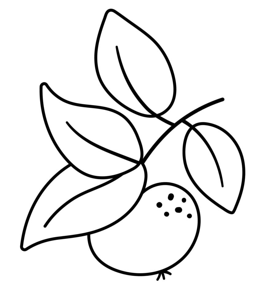 Vector black and white apple twig with leaves. Autumn fruit line icon. Garden harvest style illustration isolated on white background.