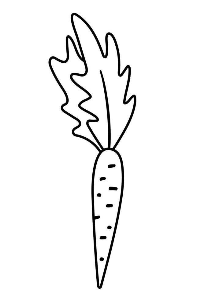 Vector black and white carrot. Outline autumn vegetable. Veggie line illustration isolated on white background. Healthy food icon