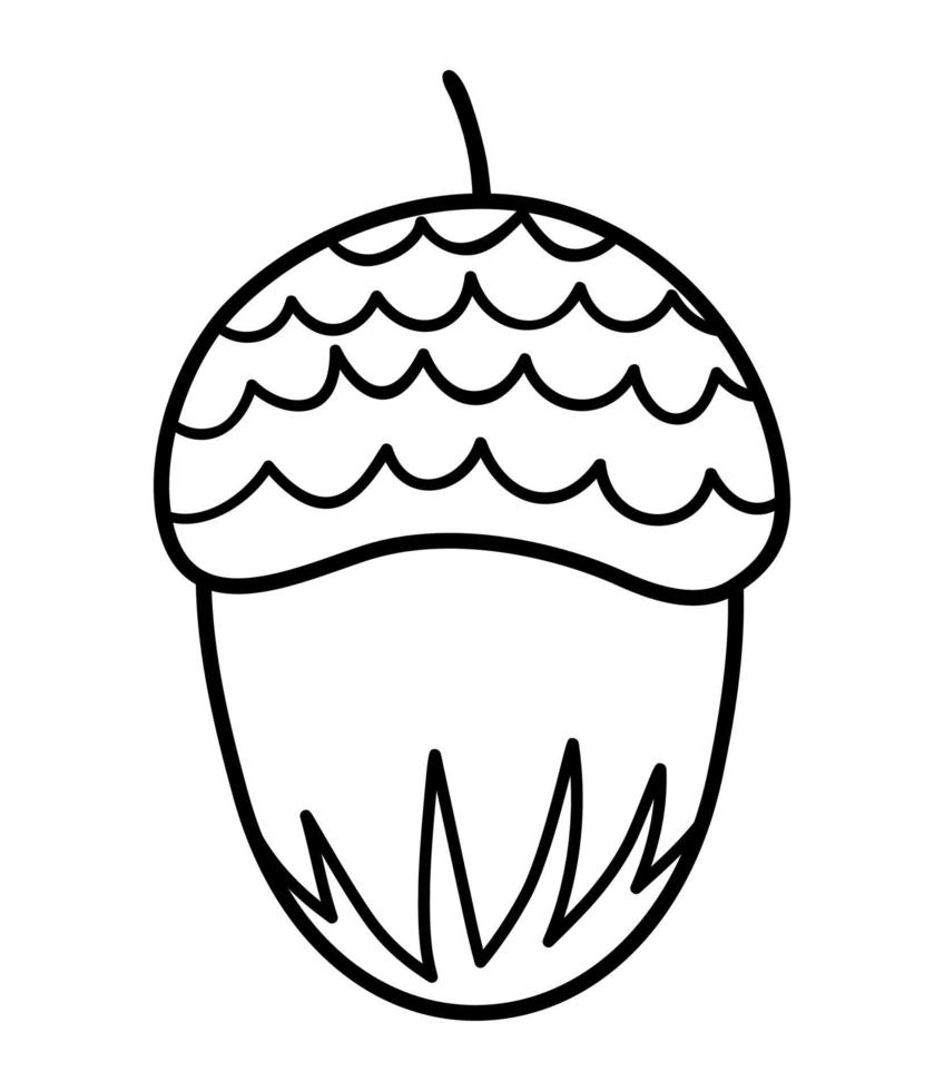 vector icono de línea de bellota de roble aislado sobre fondo blanco. Ilustración botánica en blanco y negro de vegetación de árboles. dibujo de contorno de otoño