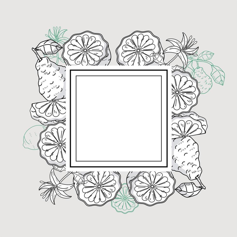 bergamot square frame vector