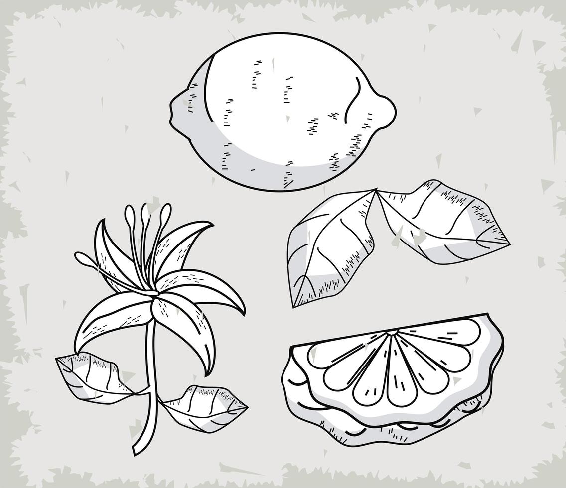 four bergamot icons vector
