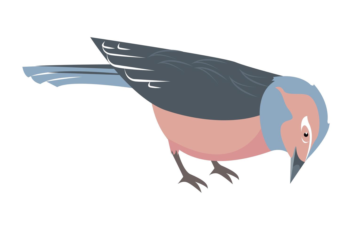 little bird animal vector