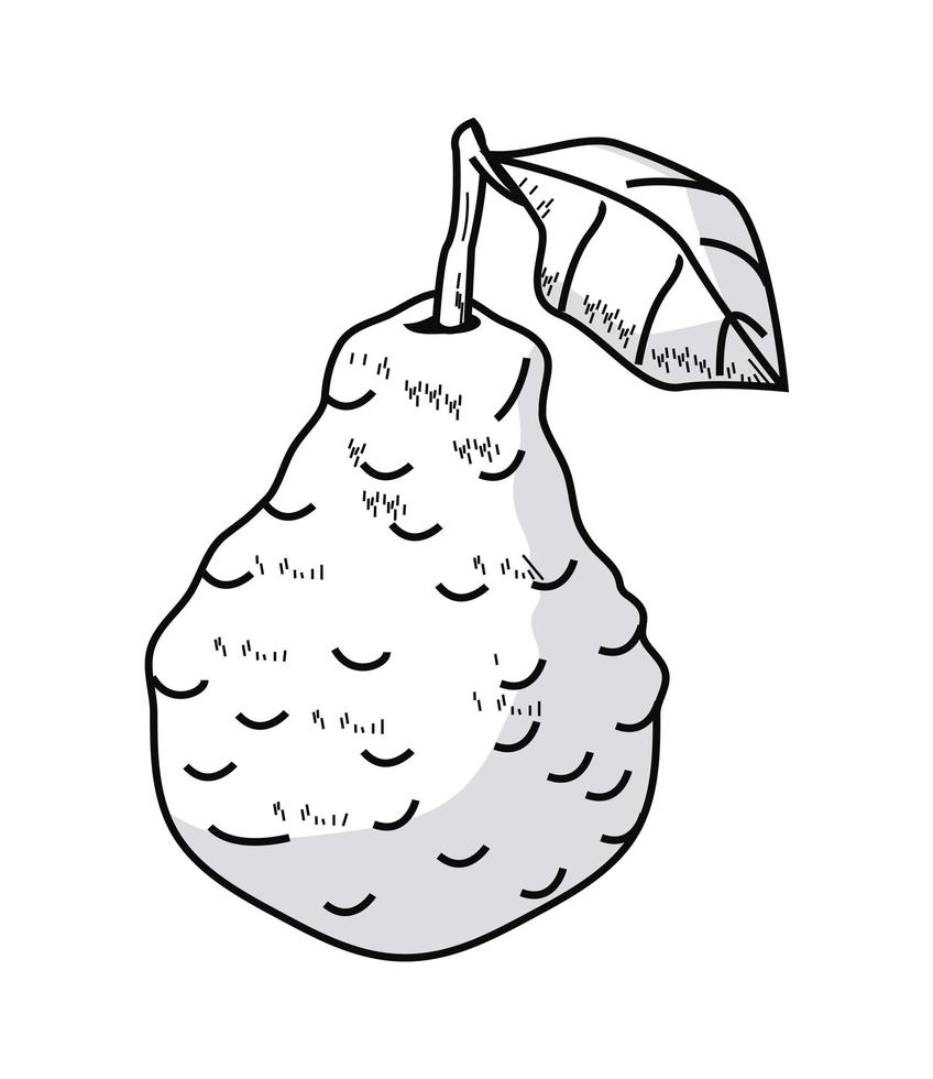 lime fruit sketch vector