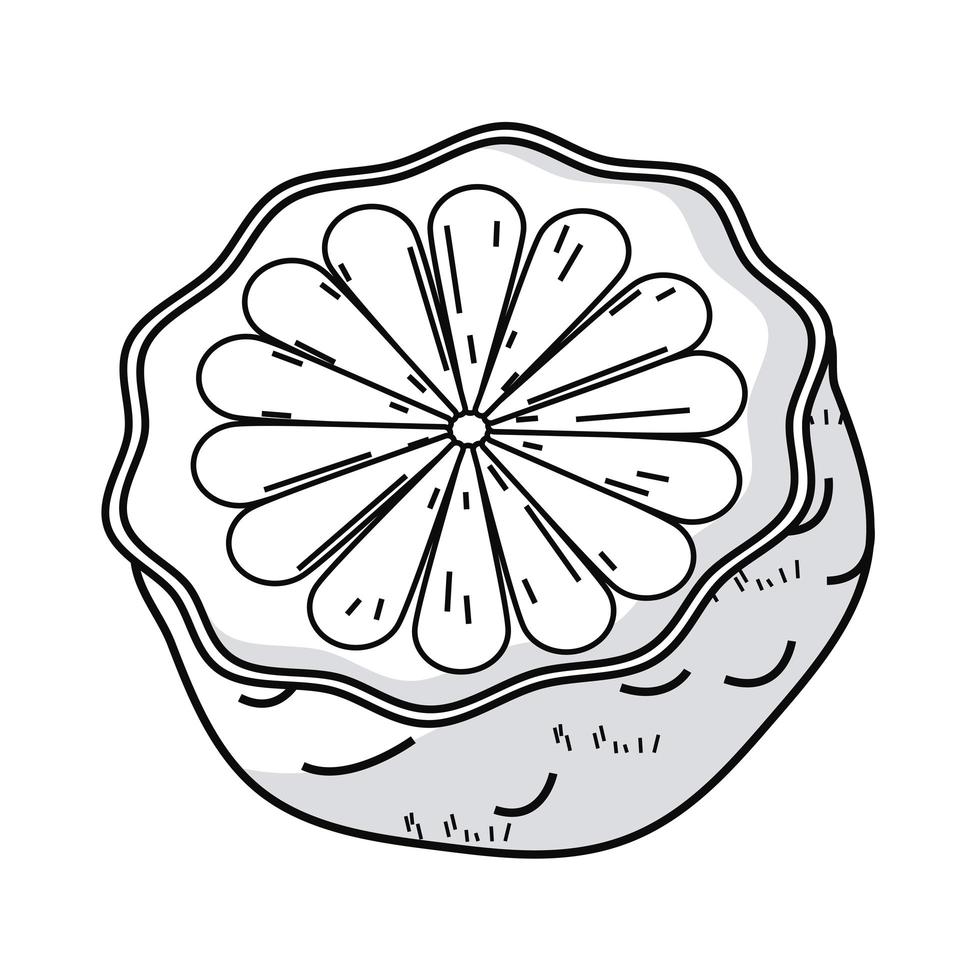 orange half fruit sketch vector