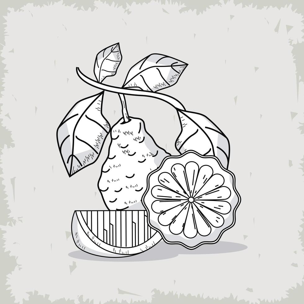 bergamot fruits icons vector