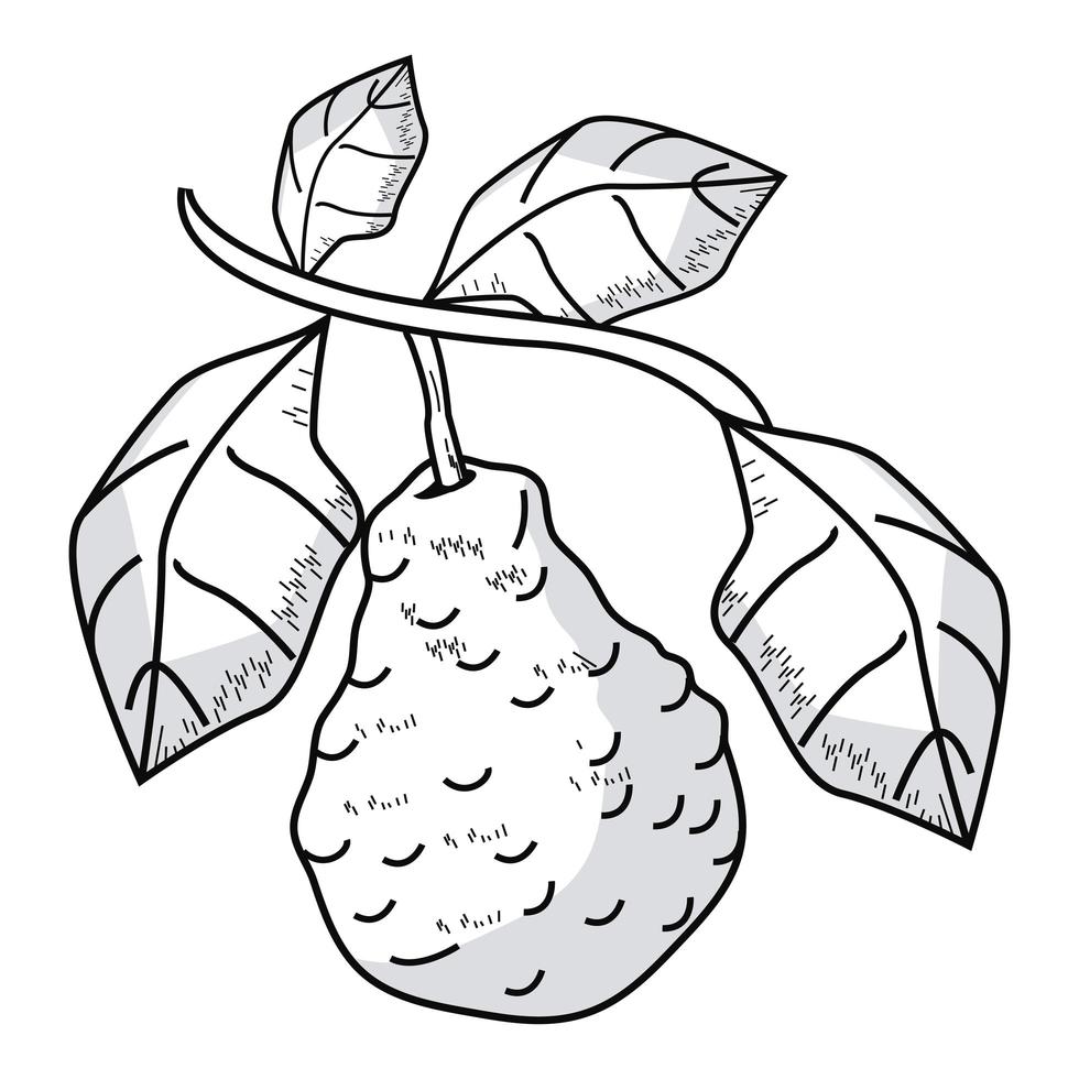 lime in branch sketch vector