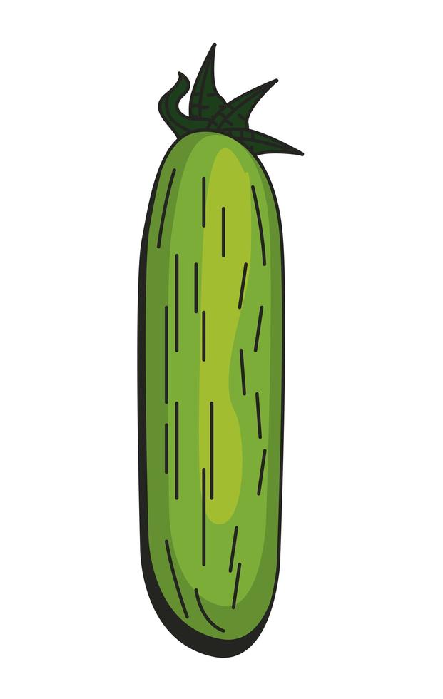 Isolated cucumber vegetable vector