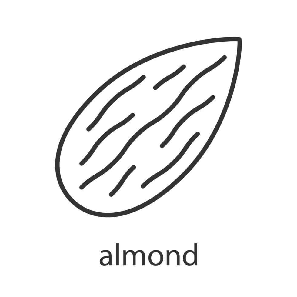 Almond linear icon. Thin line illustration. Contour symbol. Vector isolated outline drawing