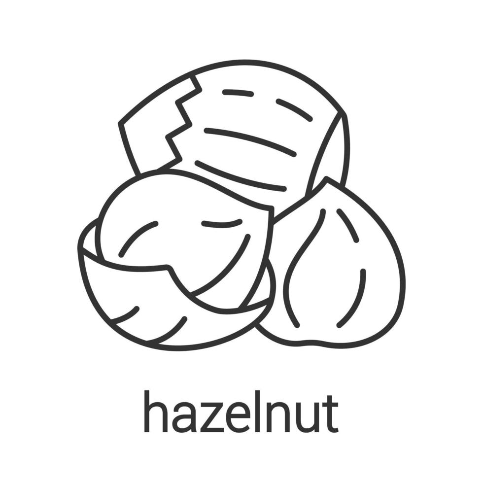 Hazelnut linear icon. Thin line illustration. Contour symbol. Vector isolated outline drawing