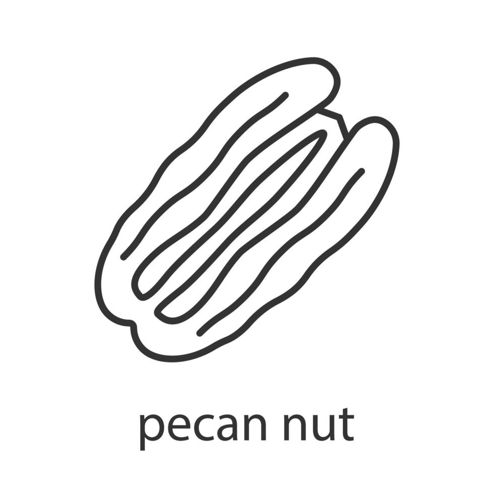 Pecan nut linear icon. Thin line illustration. Contour symbol. Vector isolated outline drawing