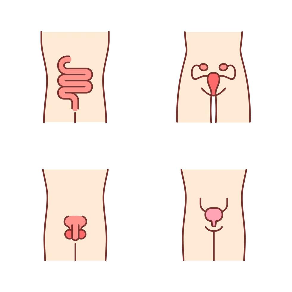 Healthy human organs color icons set. Intestines and urinary bladder in good health. Functioning men and women reproductive systems. Fertility. Isolated vector illustrations
