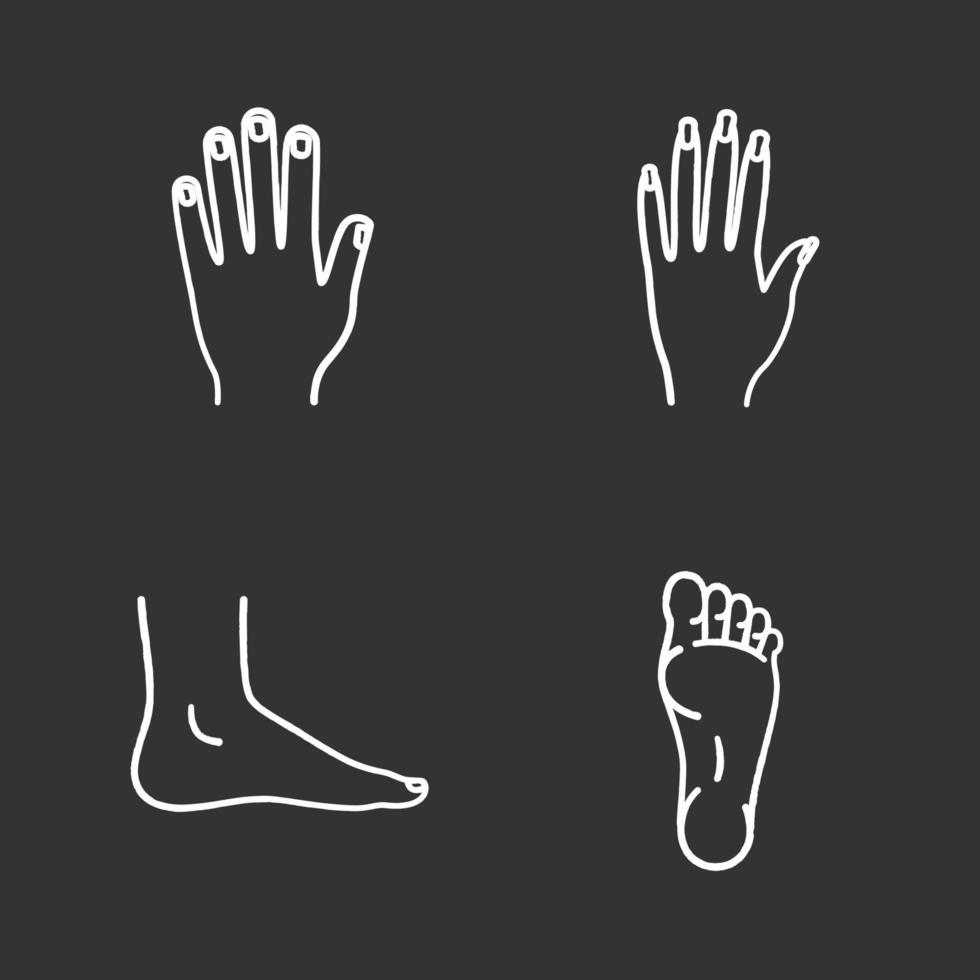 Conjunto de iconos de tiza de partes del cuerpo humano. manos y pies masculinos y femeninos. ilustraciones de pizarra vector aislado