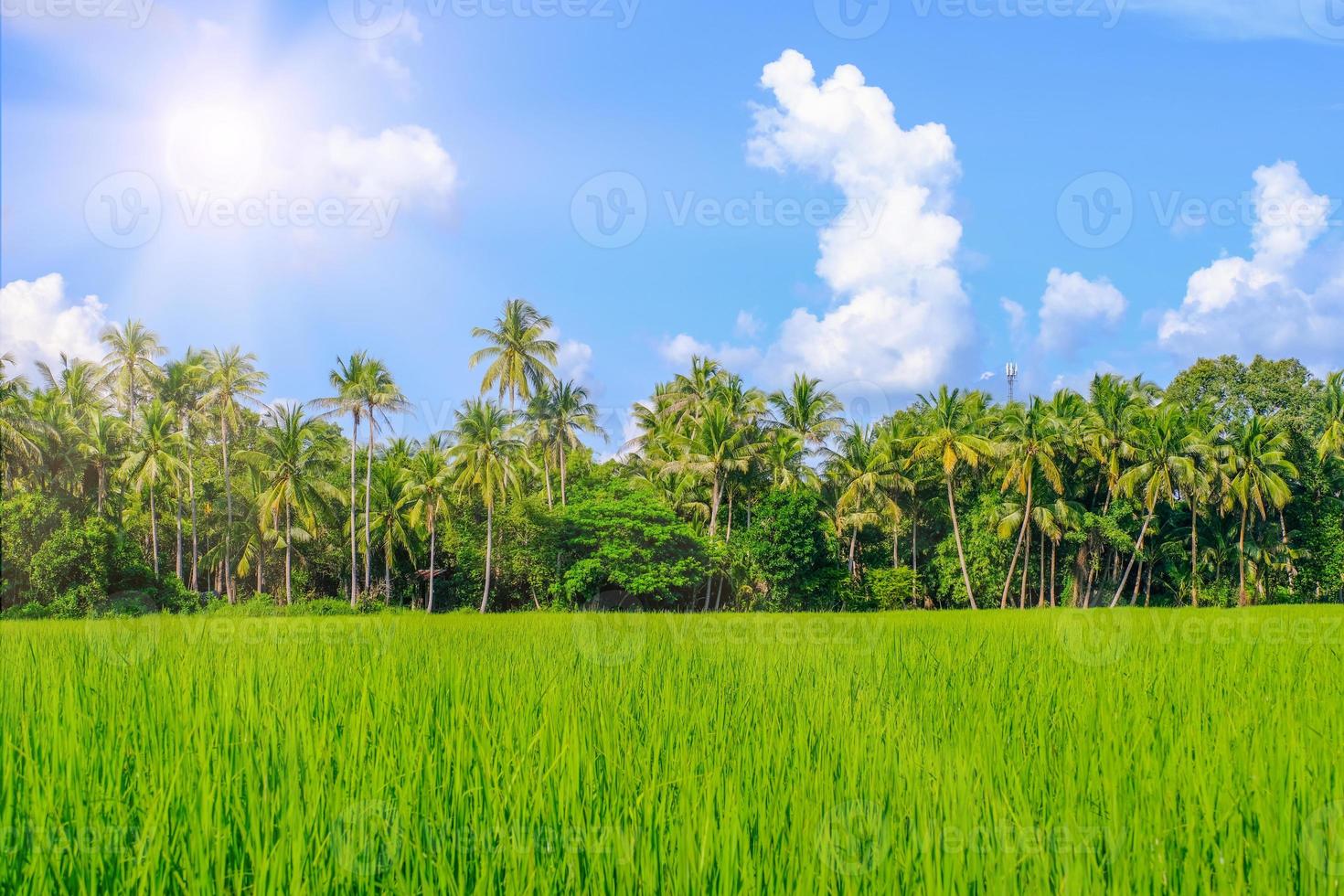 The ear of rice spilled by the wind in the summer photo