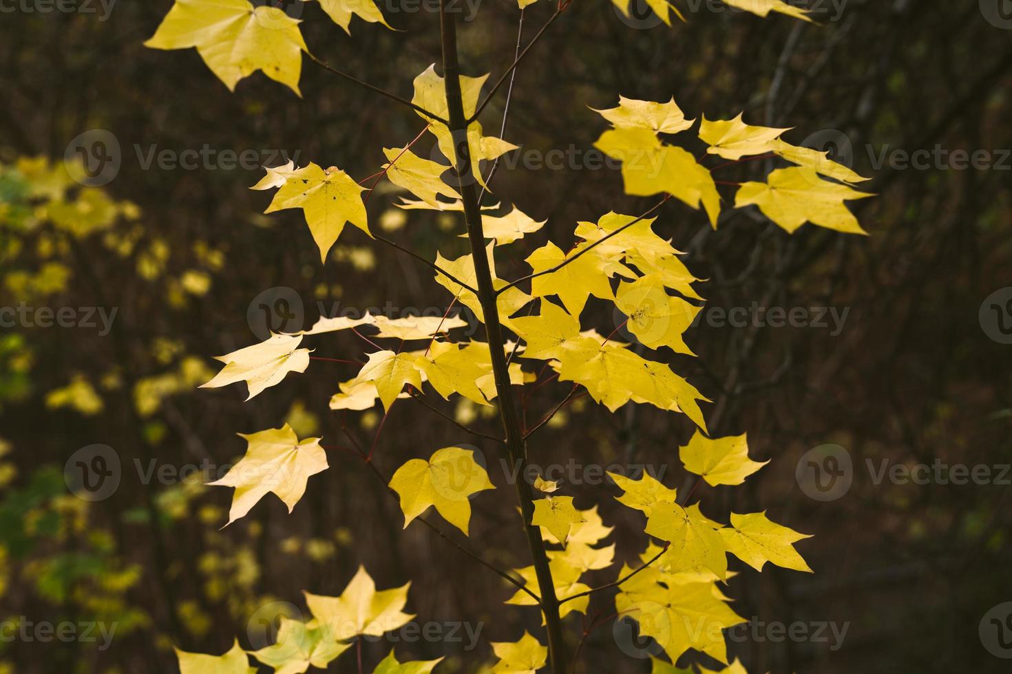 Vintage nature view of yellow leaves on blurred greenery background in garden with copy space. photo