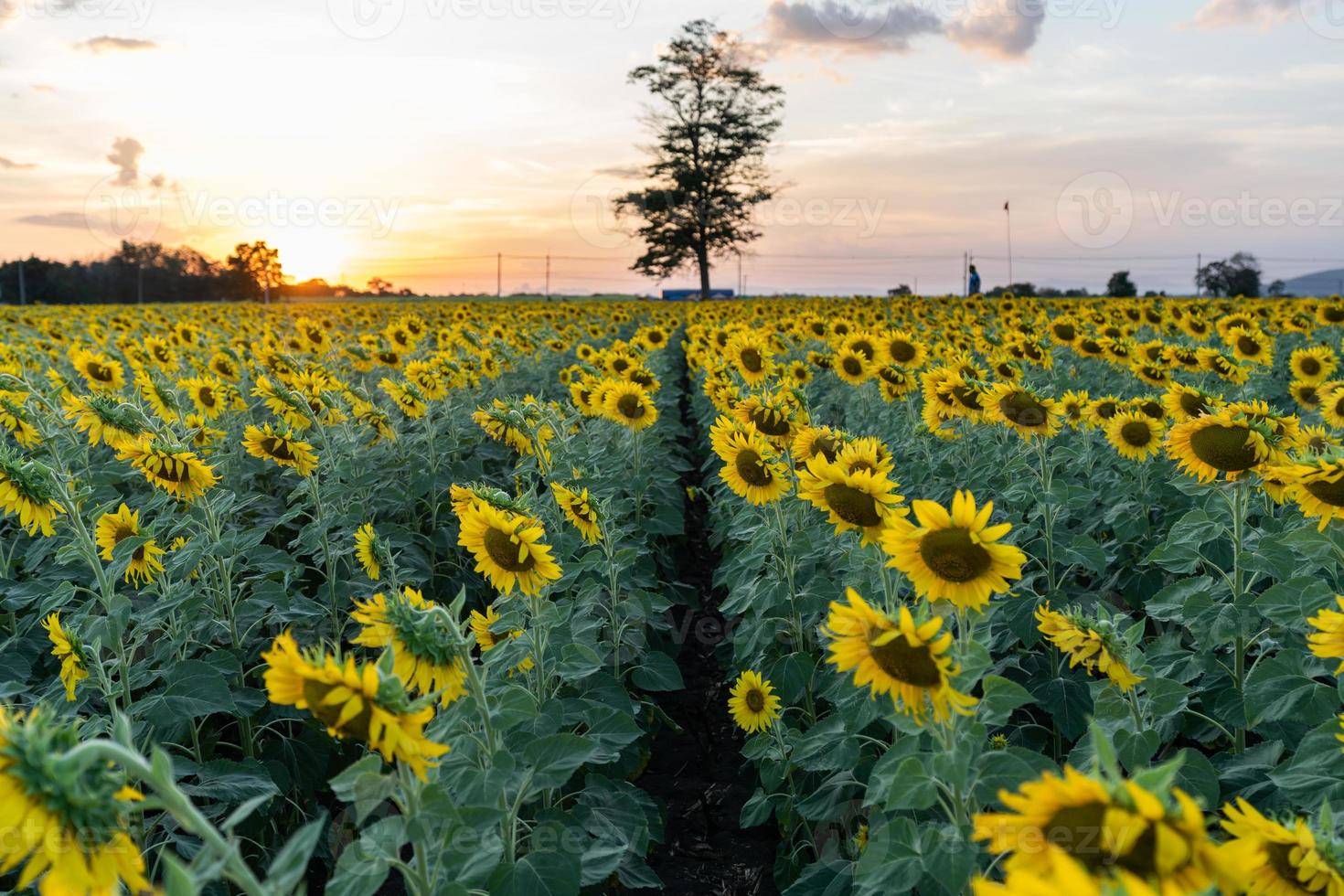 Sunflower field during sunset time in Thailand. photo