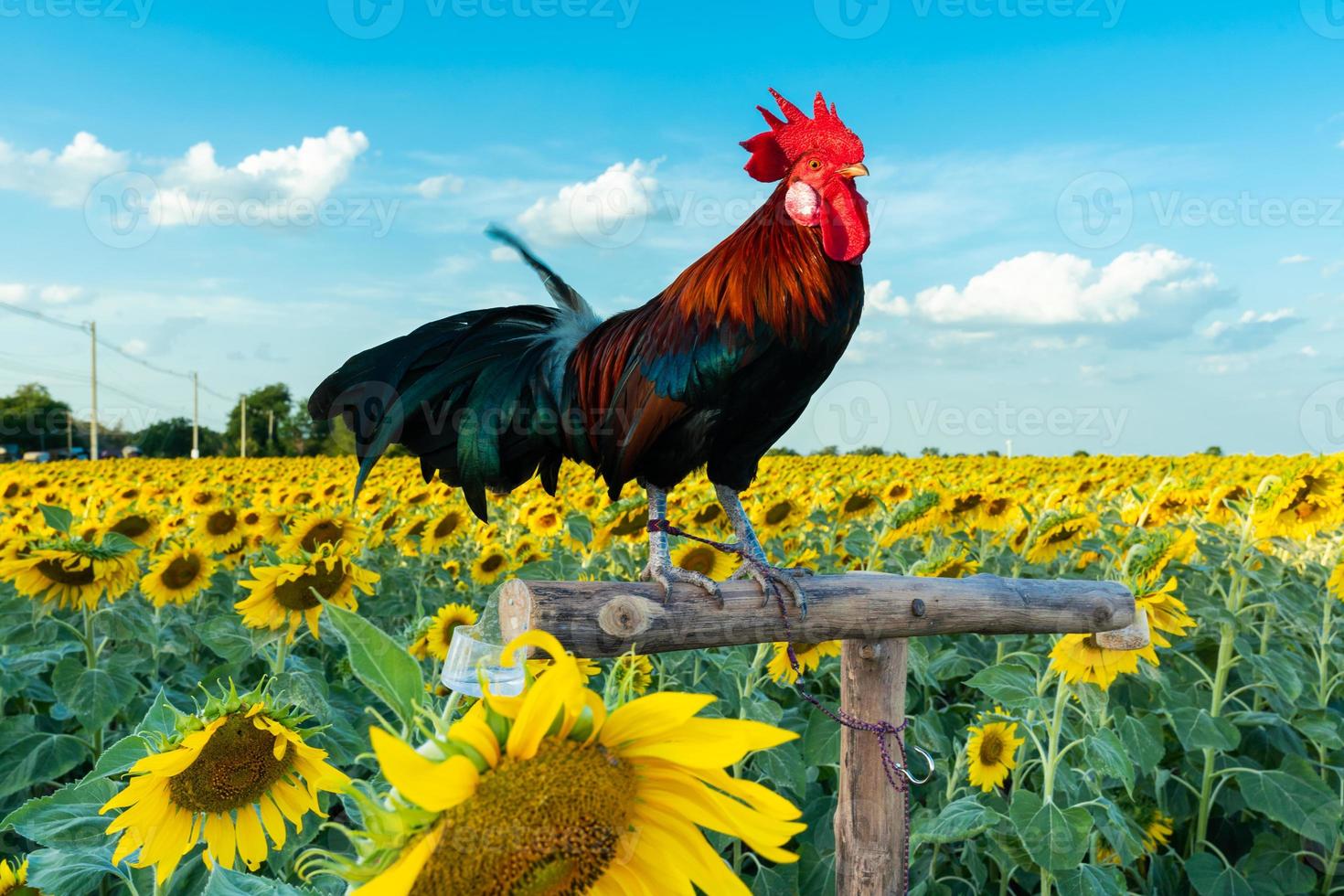 un gallo en el campo de flores de sol con cielo azul. foto