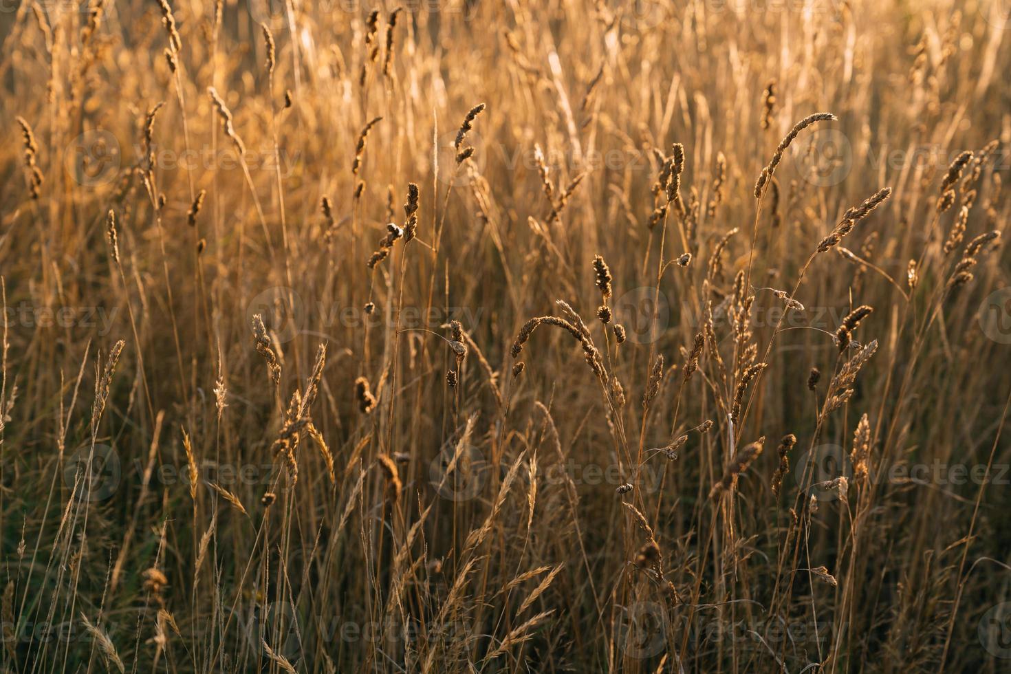 Hermoso campo de pradera con planta tierna seca avena espacio de copia inspiradora de sol dorado. foto