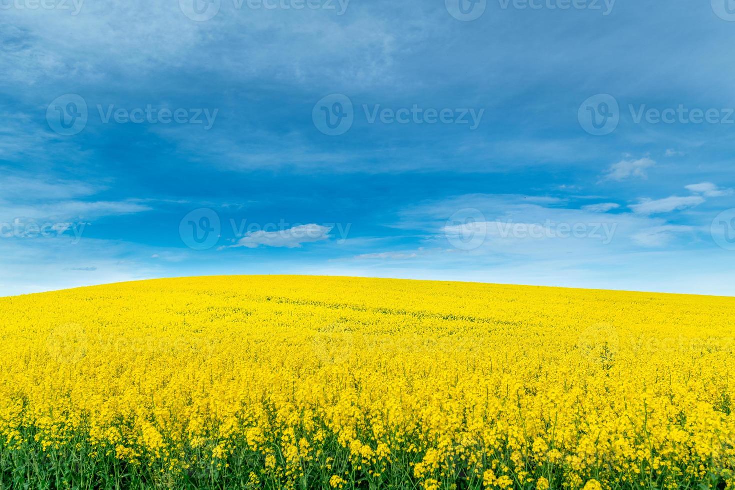 Yellow crop of canola oil tree grown as a healthy cooking oil or conversion to biodiesel as an alternative to fossil fuels. photo