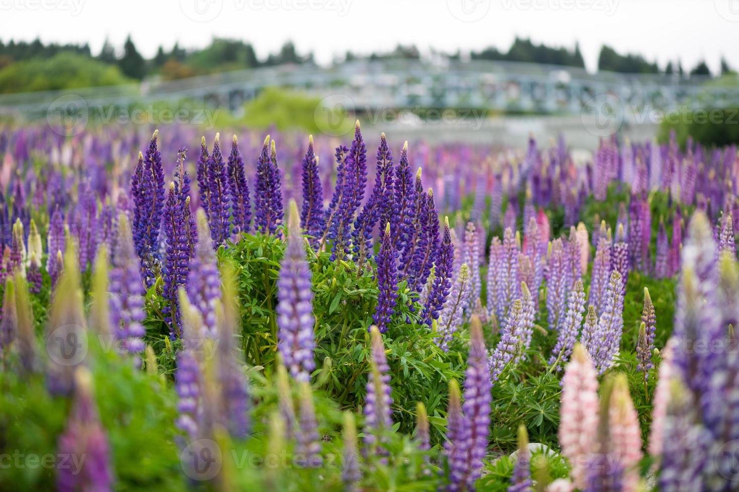 Flor de lupino durante la primavera en el lago de Tekapo, Nueva Zelanda. en día nublado. foto