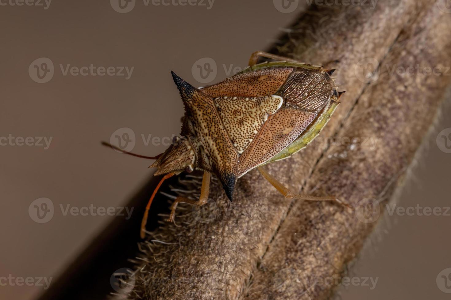 Green belly bug photo