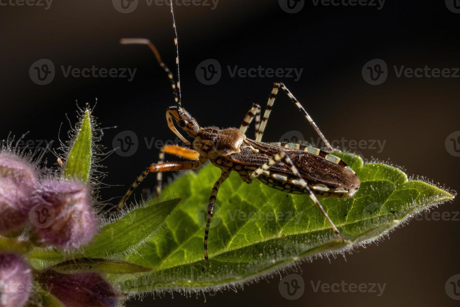 Adult Assassin Bug photo