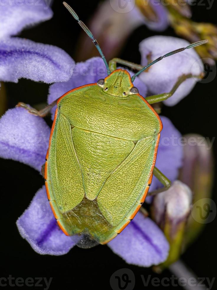 Adult Green Stink Bug photo