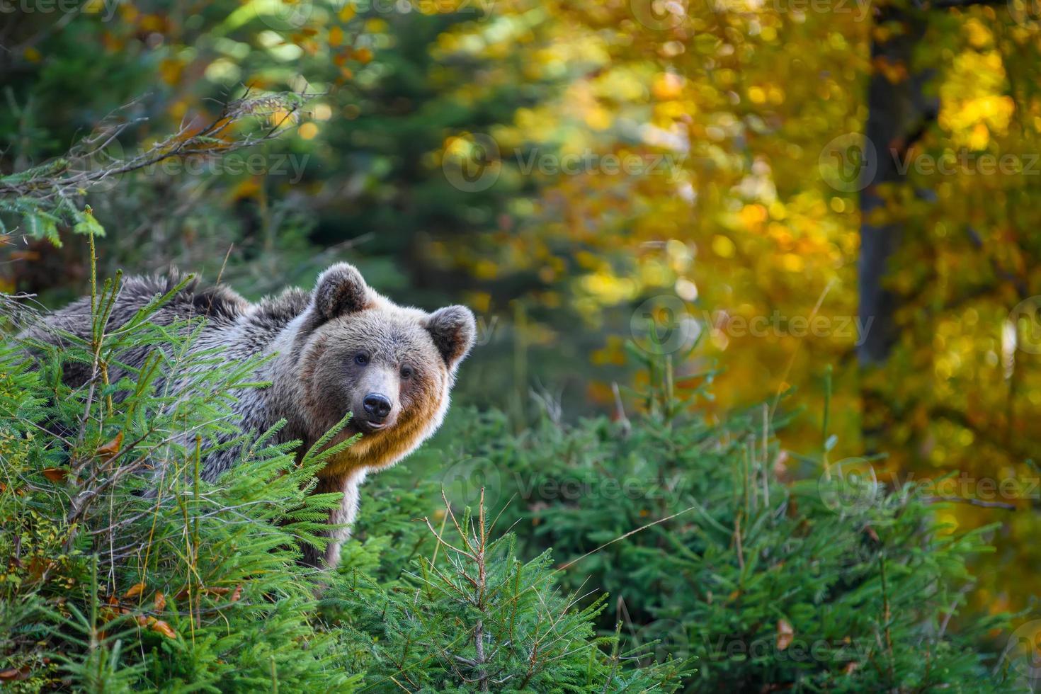 Wild Brown Bear in the autumn forest. Animal in natural habitat. Wildlife scene photo