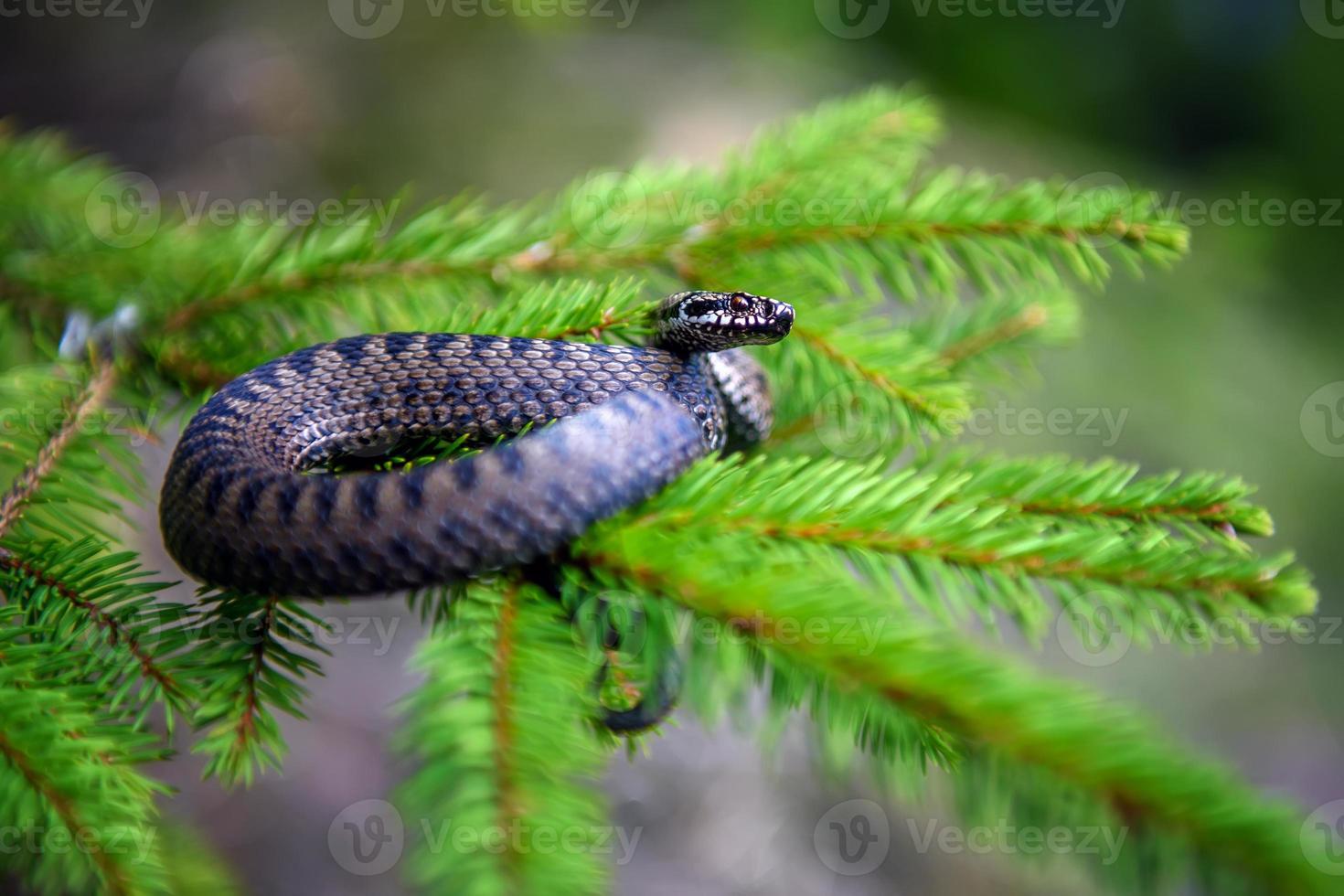 Closeup snake poisonous viper in summer on branch the of tree photo