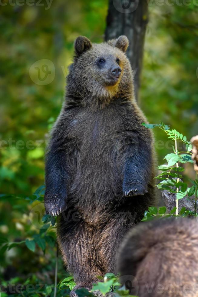 bebé cachorro de oso pardo salvaje de pie en un árbol en el bosque de otoño. animal en hábitat natural foto