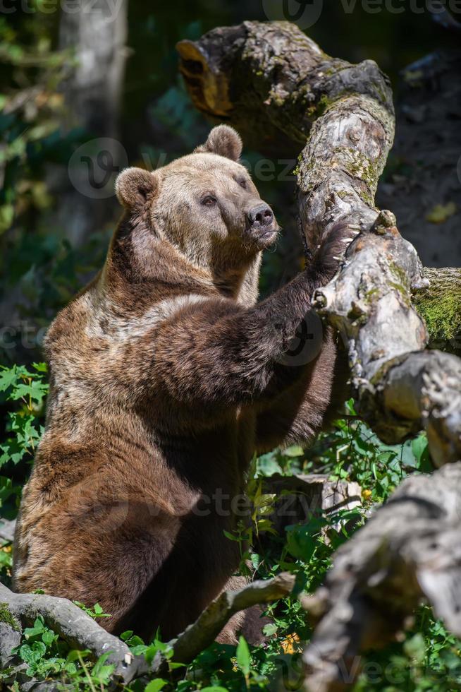 Wild Brown Bear in the autumn forest. Animal in natural habitat photo