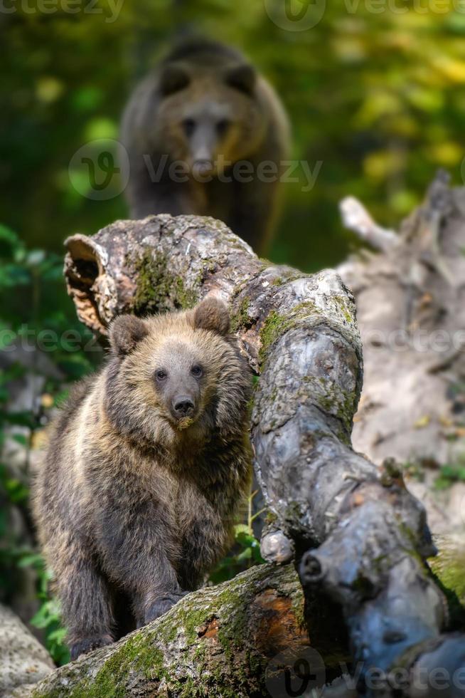 Baby cub wild Brown Bear in the autumn forest. Animal in natural habitat photo