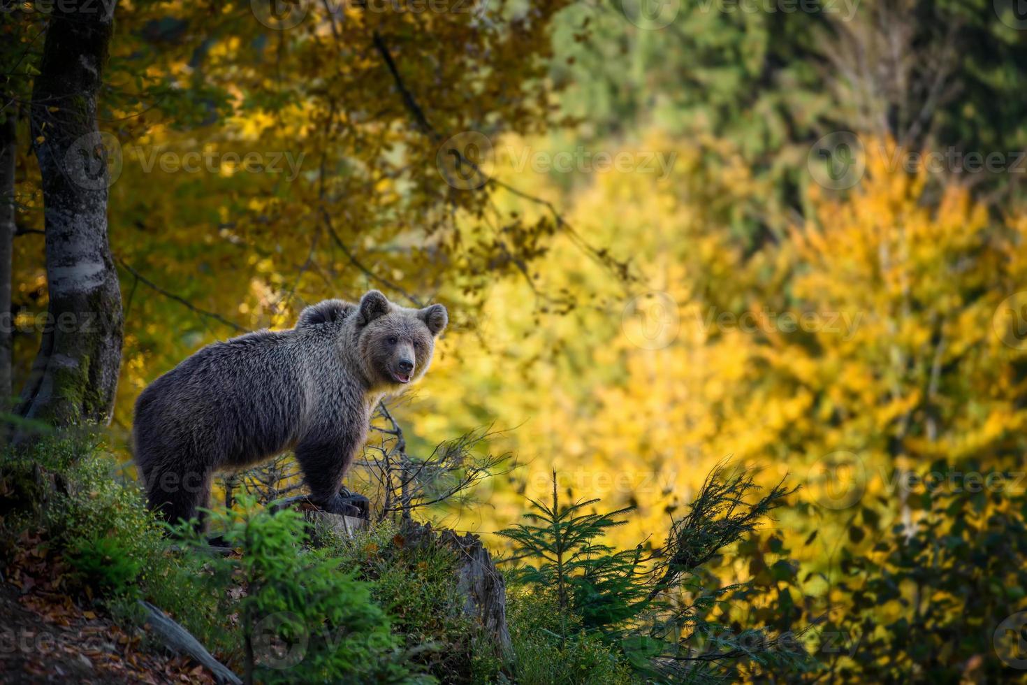 Wild Brown Bear in the autumn forest. Animal in natural habitat. Wildlife scene photo