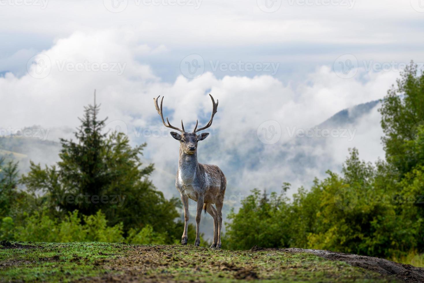 Deer on mountain background with clouds in mountain photo