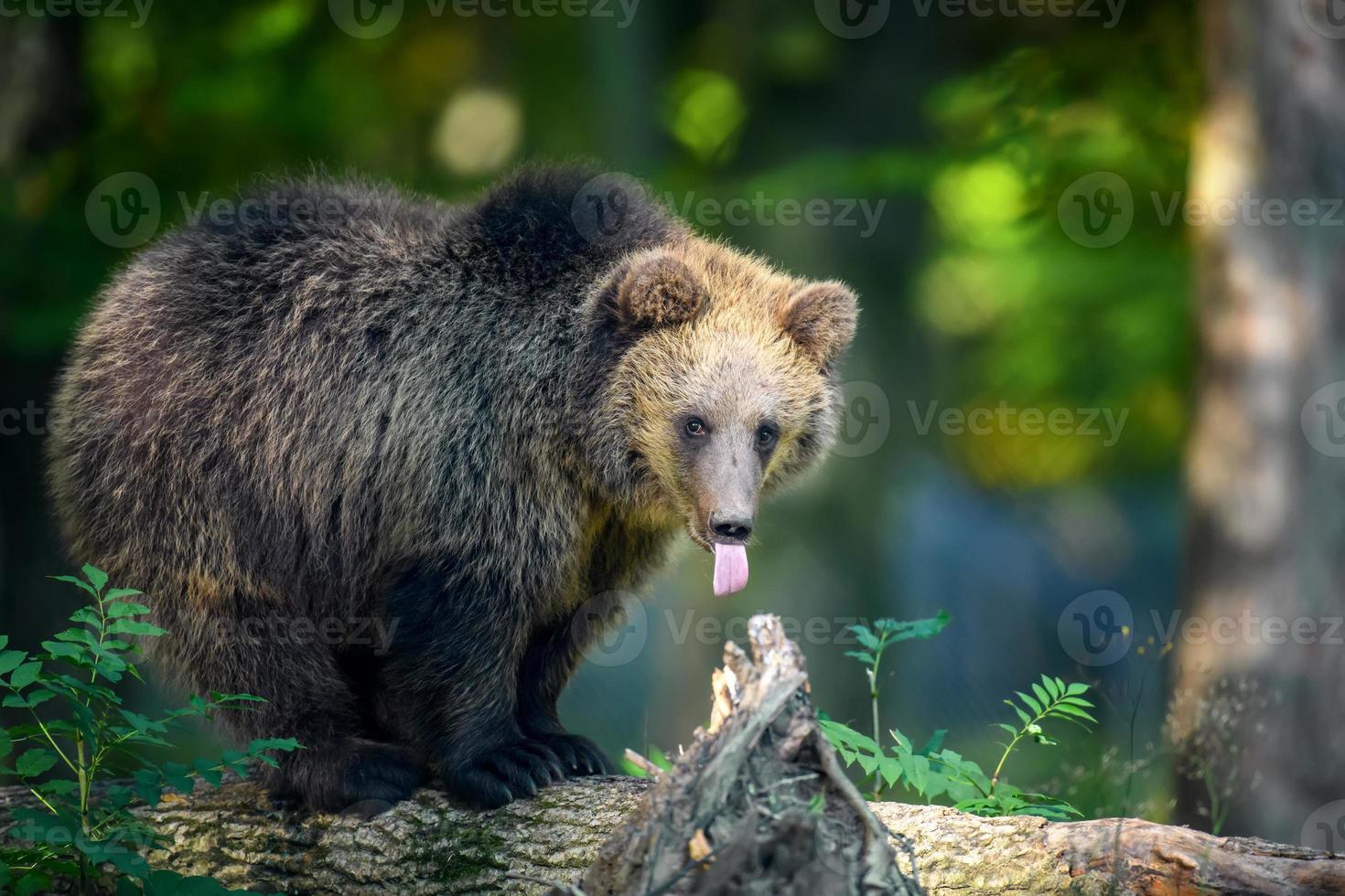 Baby cub wild Brown Bear in the autumn forest. Animal in natural habitat photo