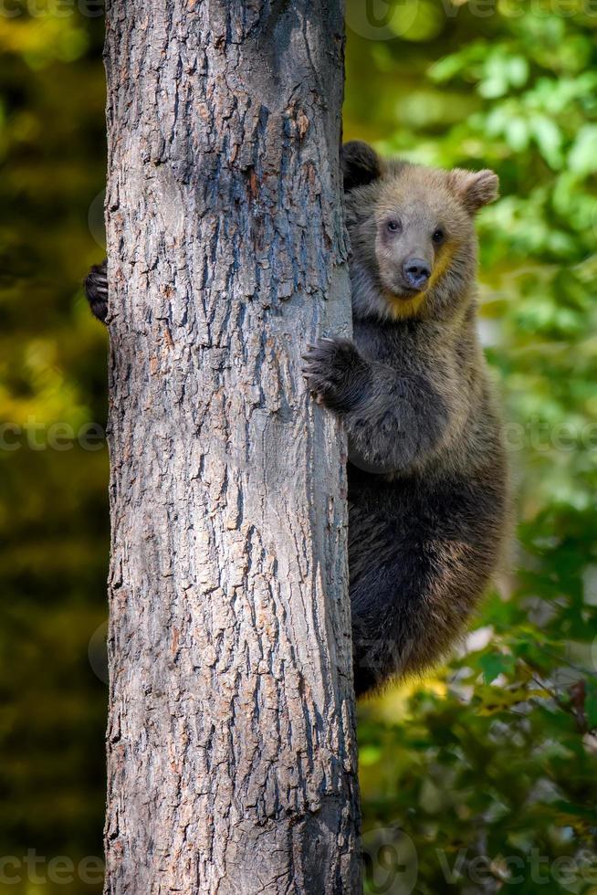 oso pardo salvaje se inclina contra un árbol en el bosque de otoño. animal en hábitat natural. escena de la vida silvestre foto