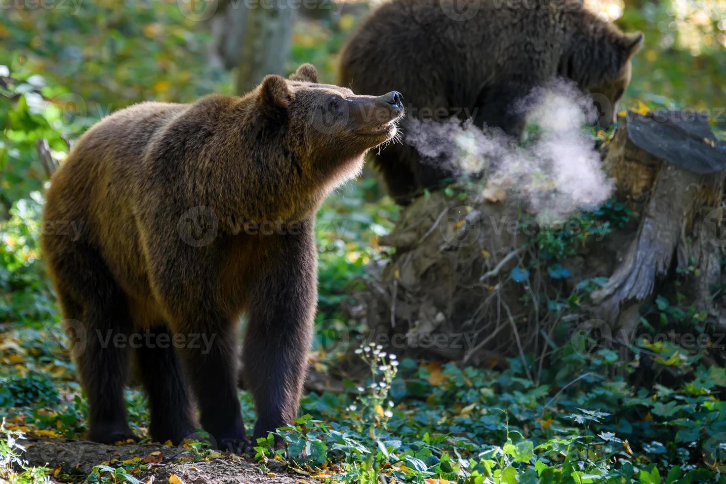 Wild Brown Bear in the autumn forest. Animal in natural habitat photo