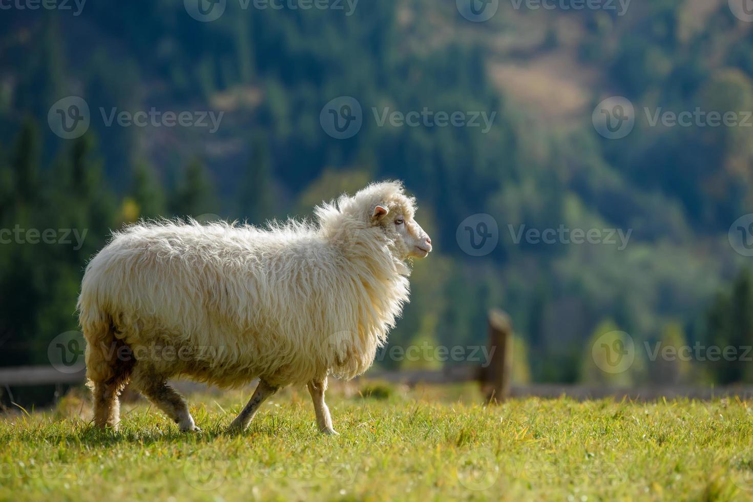 Mountain sheep grazing on pasture in autumn photo