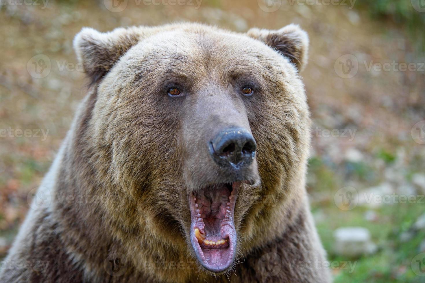 Portrait wild Brown Bear in the autumn forest. Animal in natural habitat. Wildlife scene photo