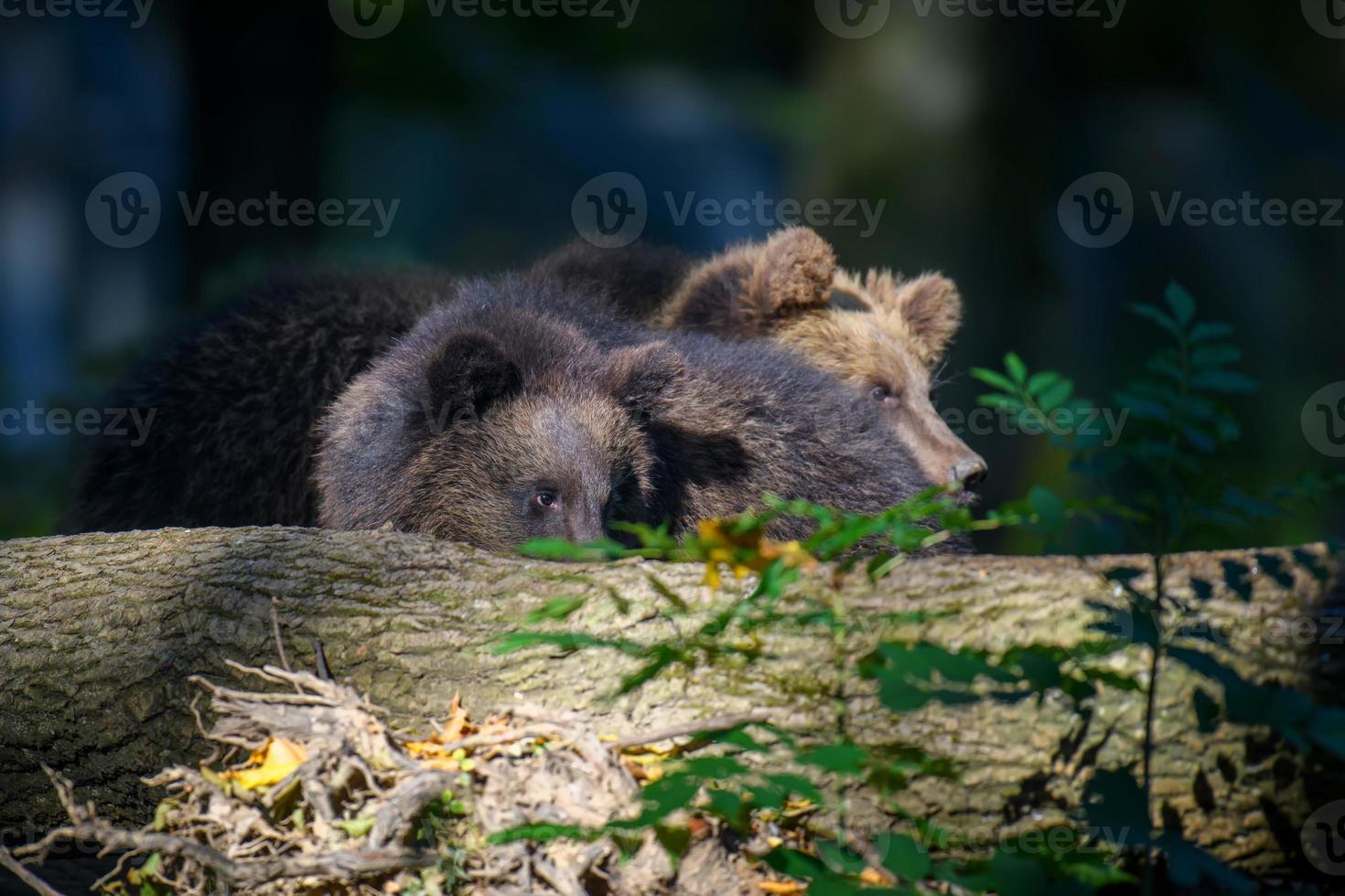 Baby cub wild Brown Bear in the autumn forest. Animal in natural habitat photo