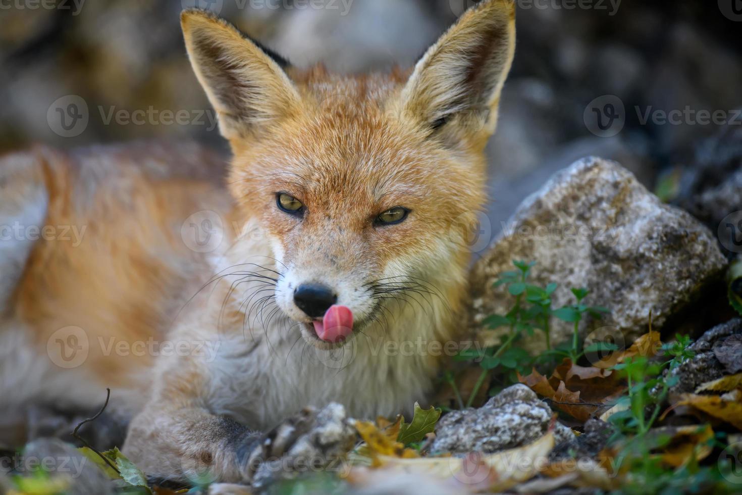 Red fox, vulpes vulpes in forest. Close little wild predators in natural environment photo