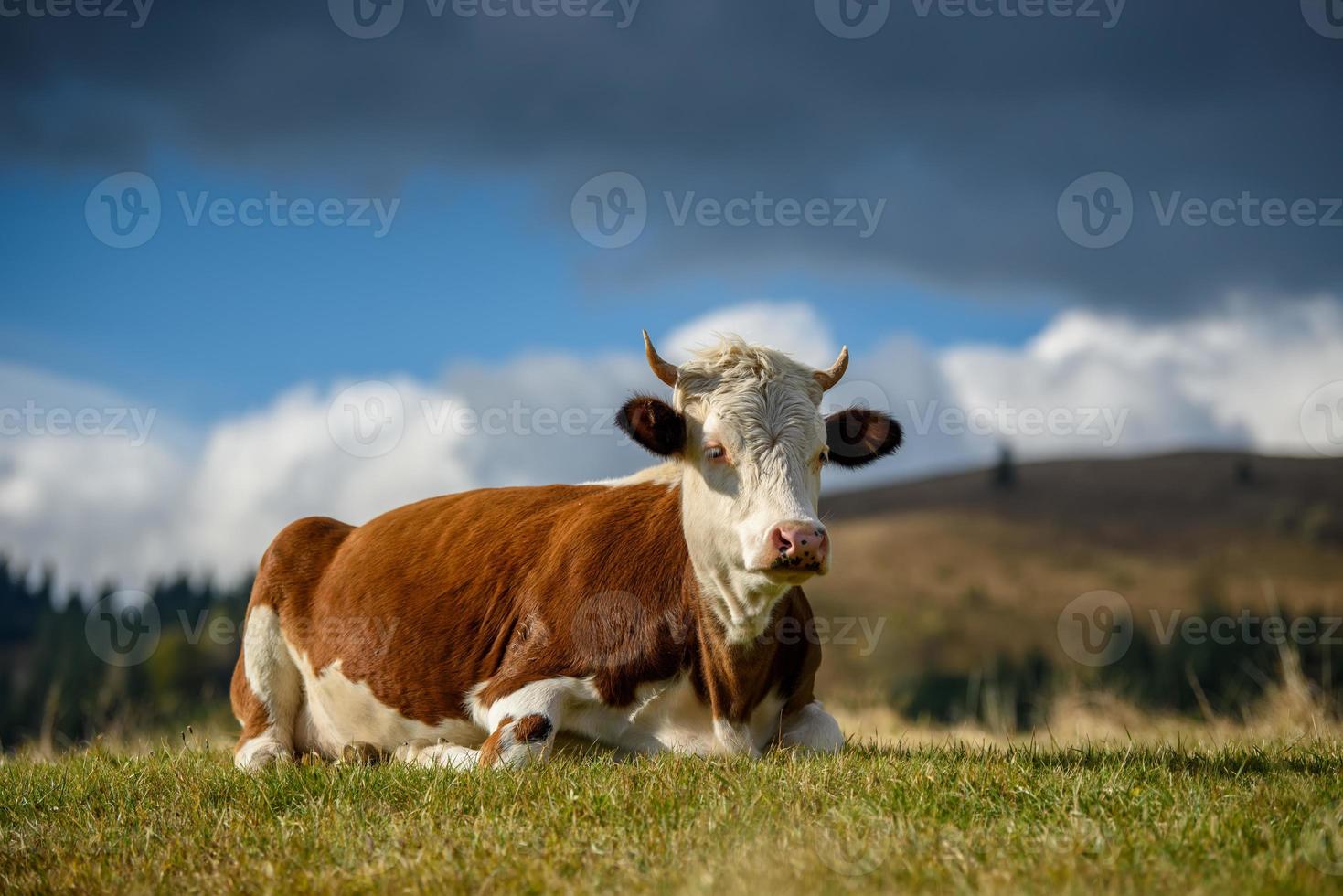 Vaca marrón en los pastos en las montañas foto