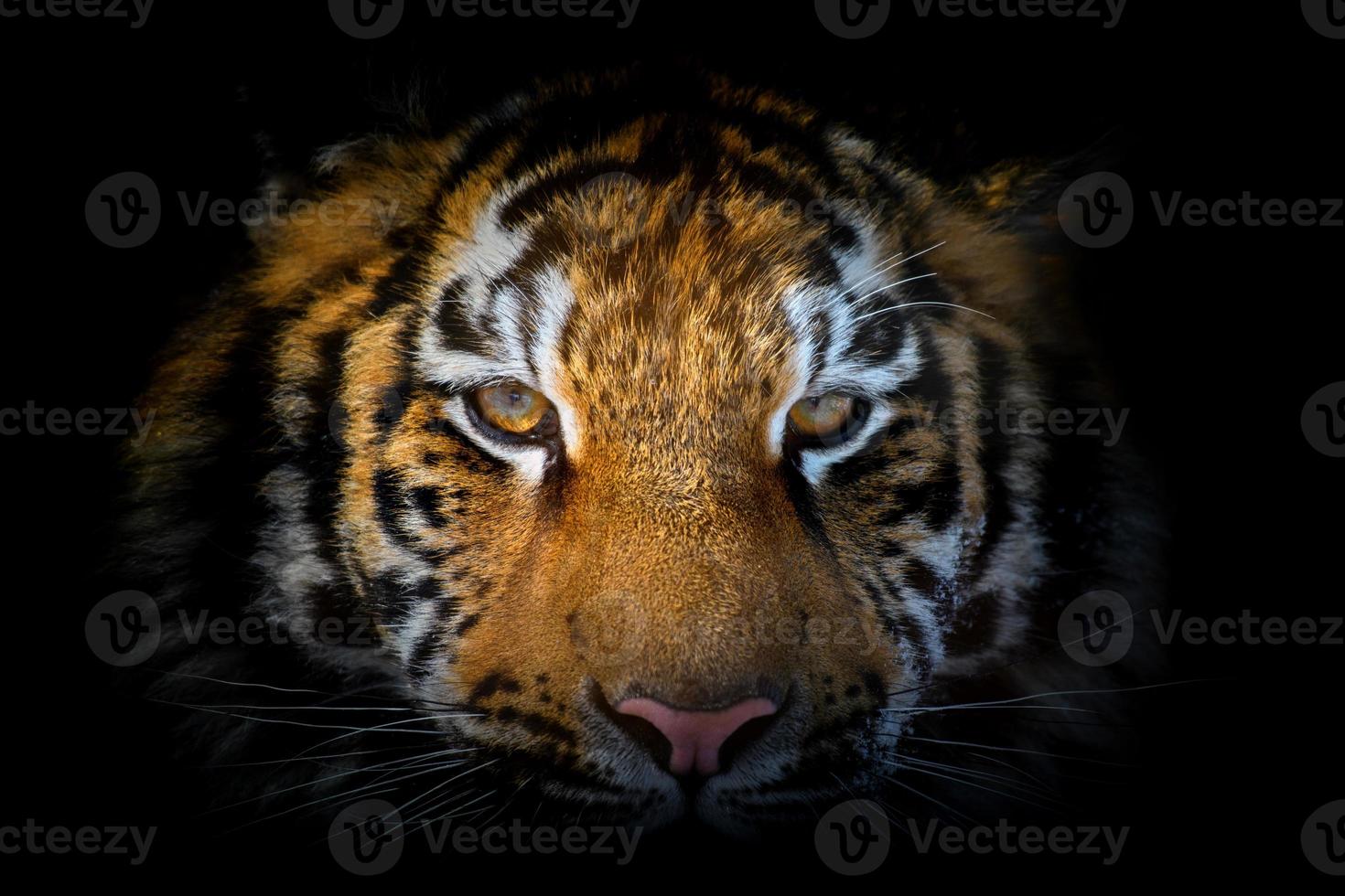 retrato de tigre sobre un fondo negro. vista desde la oscuridad foto