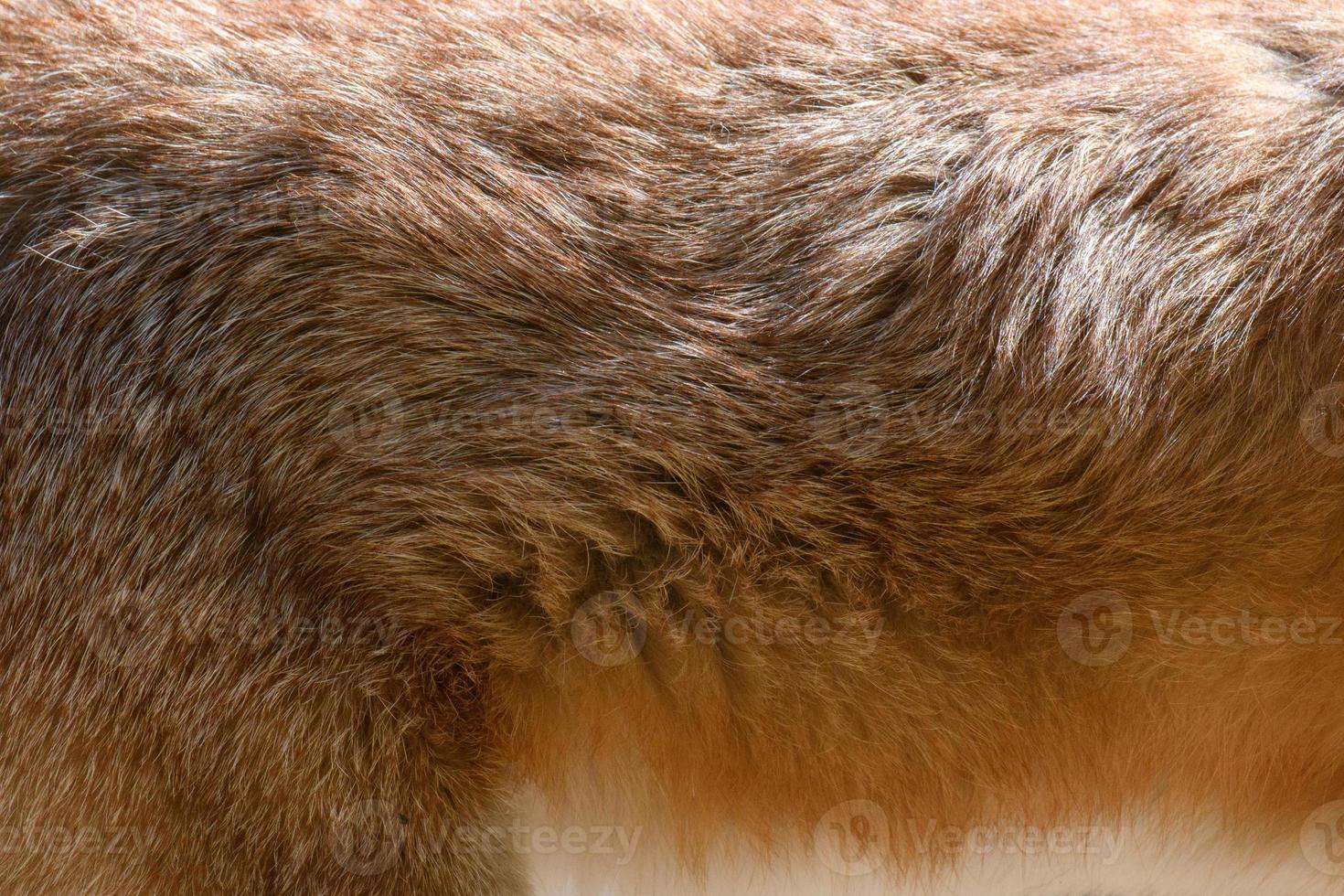 Close real red fox fur texture photo