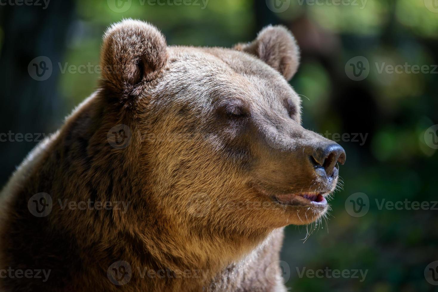 Portrait wild Brown Bear in the autumn forest. Animal in natural habitat. Wildlife scene photo