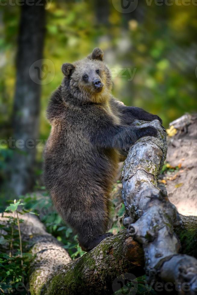 bebé cachorro de oso pardo salvaje de pie en un árbol en el bosque de otoño. animal en hábitat natural foto