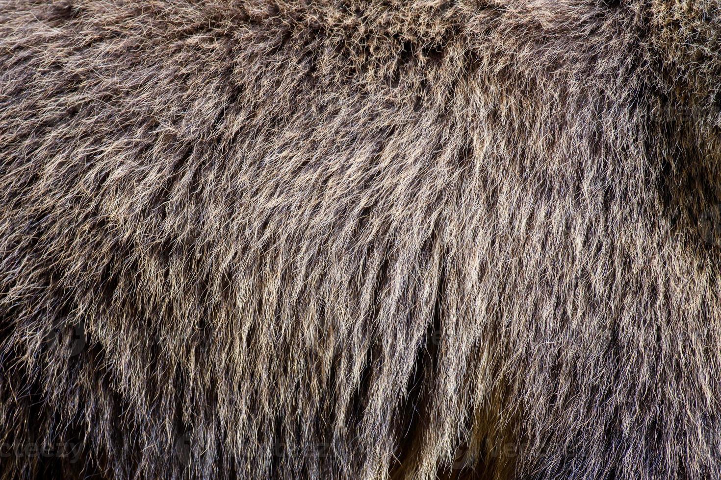 Close real brown bear fur texture photo