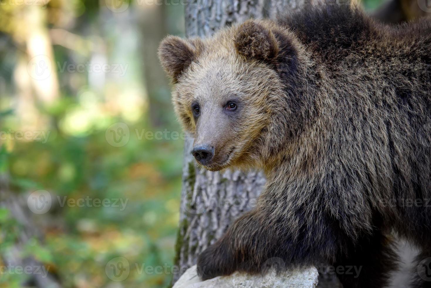 Baby cub wild Brown Bear in the autumn forest. Animal in natural habitat photo